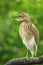 Chinese Pond Heron :Ardeola bacchus
