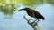 A Chinese pond-heron ardeola bacchus at the bank of pond