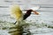 Chinese Pond-Heron Catch redfish