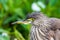 Chinese Pond Heron Formal Name: Ardeola bacchus