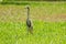 Chinese pond heron On the lawn,