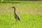 Chinese pond heron On the lawn,