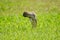 Chinese pond heron On the lawn,