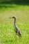Chinese pond heron On the lawn,