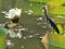 Chinese Pond-Heron with lian