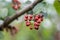 Chinese prickly ash fruits closeup on natural background