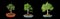 Chinese privet bonsai isolated on dark background