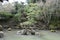 Chinese Pruned Tree on Lake