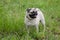 Chinese pug puppy cream-colored is standing on a green meadow. Dutch mastiff or mops.
