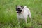 Chinese pug puppy cream-colored is standing on a spring meadow. Dutch mastiff or mops.