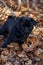 Chinese pug puppy is playing on a autumn park . Dutch mastiff or mops. Pet animals.