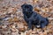 Chinese pug puppy is sitting on the autumn foliage . Dutch mastiff or mops. Pet animals.