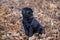 Chinese pug puppy is sitting in the autumn foliage . Dutch mastiff or mops. Pet animals