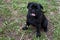 Chinese pug puppy is sitting on a spring meadow. Dutch mastiff or mops. Pet animals.