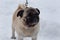 Chinese pug puppy is standing on the white snow. Dutch mastiff or mops. Pet animals