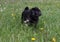 Chinese pug is standing on a spring meadow. Dutch mastiff or mops.