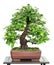 Chinese quince as bonsai tree