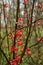 Chinese quince Chaenomeles speciosa, red flowers and buds on a branch