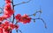 Chinese quince flowers (Chaenomeles speciosa)