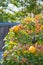 Chinese Quince fruit on bonsai tree in Omiya bonsai village