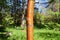 Chinese red birch tree Betula albosinensis close up of peeling bark, Tibetan Plateau, Qinghai