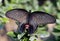 Chinese Red and Black Butterfly Macro