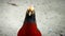Chinese Red Golden pheasant