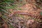 Chinese Red Headed Centipede. Asian Forest Centipede. Giant centipede in Thai rainforest national park. Big millipede in Thailand.