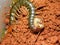 Chinese red headed centipede feeding on a beetle larvae