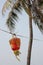 Chinese Red Lantern in front of a coconut palm