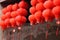 Chinese Red Lantern for Spring Festival