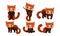 Chinese Red Panda Collection, Adorable Fluffy Wild Animal Character in Different Situations Vector Illustration