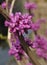 Chinese redbud