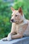 Chinese Rural Dog with serious expression