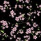Chinese sakura black seamless vector pattern