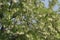 Chinese scholar tree with flowers