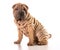 Chinese shar pei