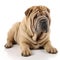 Chinese Shar-Pei breed dog isolated on a clean white background
