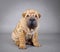 Chinese Shar pei puppy portrait