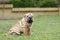 Chinese Shar pei puppy portrait