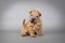 Chinese Shar pei puppy portrait