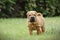 Chinese Shar pei puppy portrait