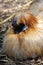 Chinese Silkie Bantam