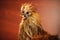 Chinese Silkie Rooster Close-Up