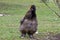 Chinese silky bantam chicken with blurred background