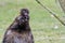 Chinese silky bantam chicken with blurred background