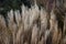 Chinese silver grass, in the garden.