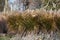 Chinese silver grass, in the garden.