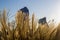 Chinese Silver Grass, Maiden Grass, Miscanthus chinese, Miscanthus sinensis illuminated by soft evening sunlight, autumn