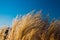 Chinese Silver Grass, Maiden Grass, Miscanthus chinese, Miscanthus sinensis illuminated by soft evening sunlight, autumn